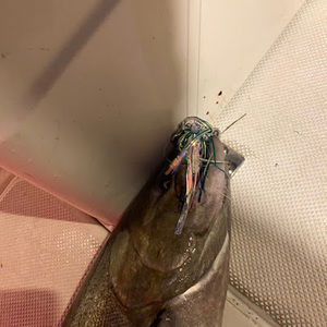 Meet your Posher, Curtis